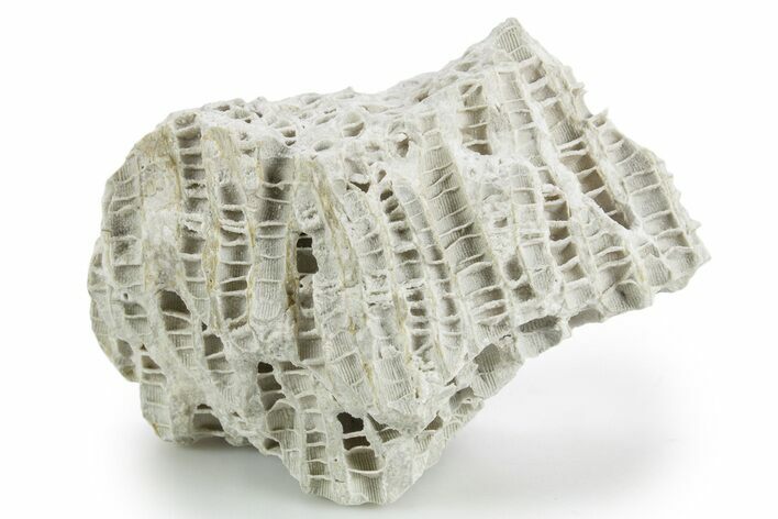 Silurian Dolostone w/ Sparkling Fossil Coral (Fletcheria) - Ohio #346064